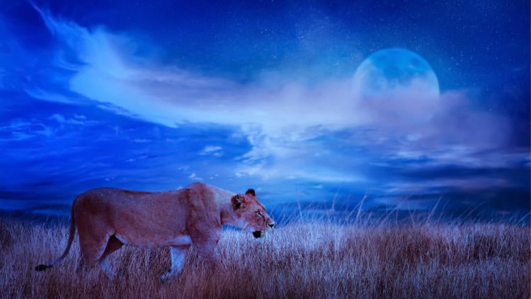 Pleine lune dans Leo 2025 - et lectures de tarot pour chaque signe du zodiaque