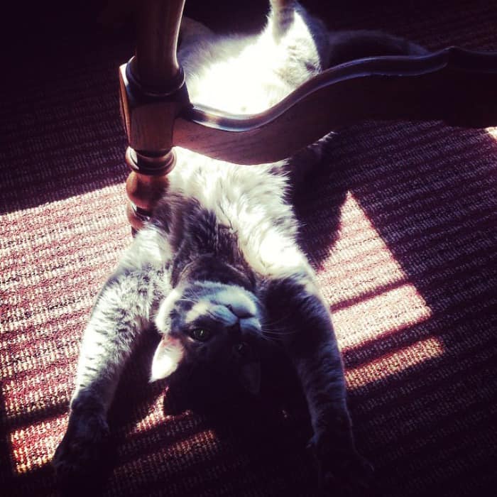 The Hit List – Cat Lessons