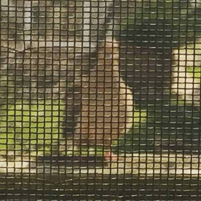 When doves spy. 
