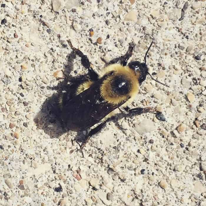 free to bee