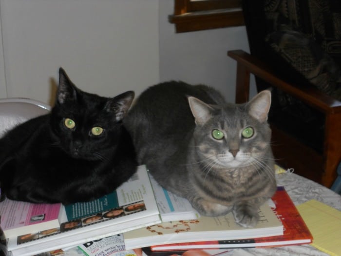 catspreading-books