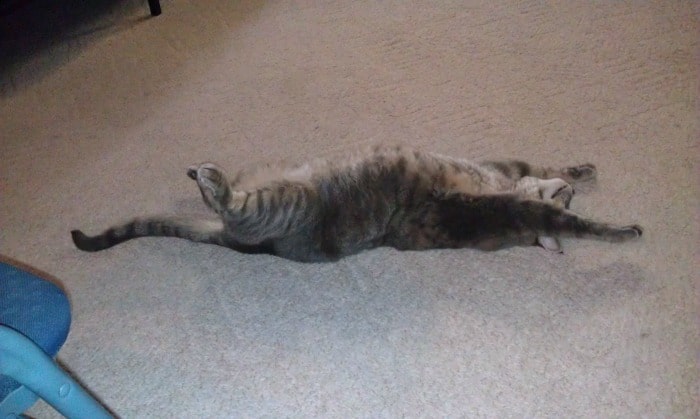 catspreading-two