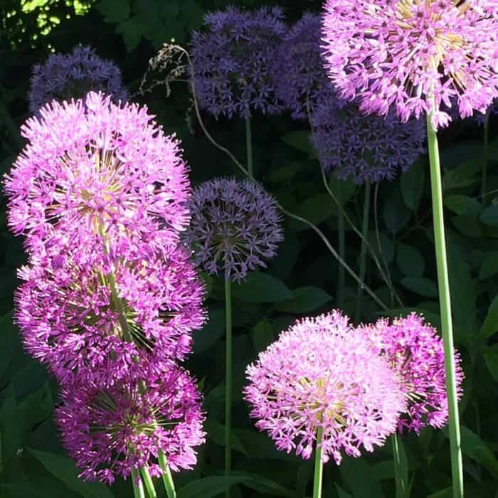 purple-allium