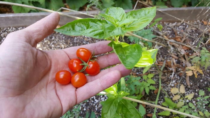 cherry-tomatoes