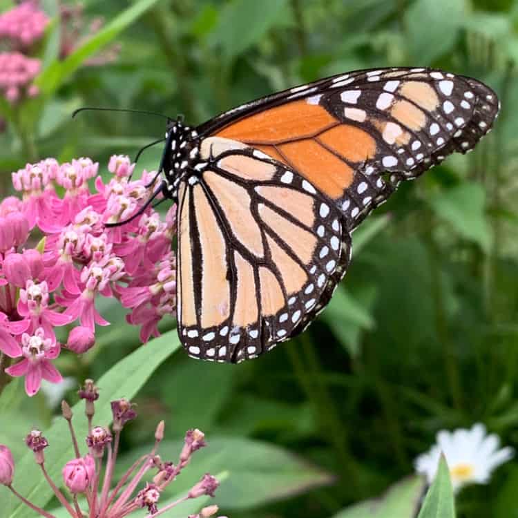 monarch butterfly 