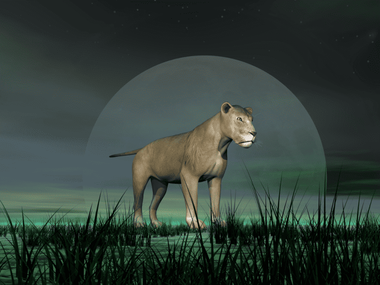 New Moon in Leo 2023 - and Tarot Readings for Each Zodiac Sign