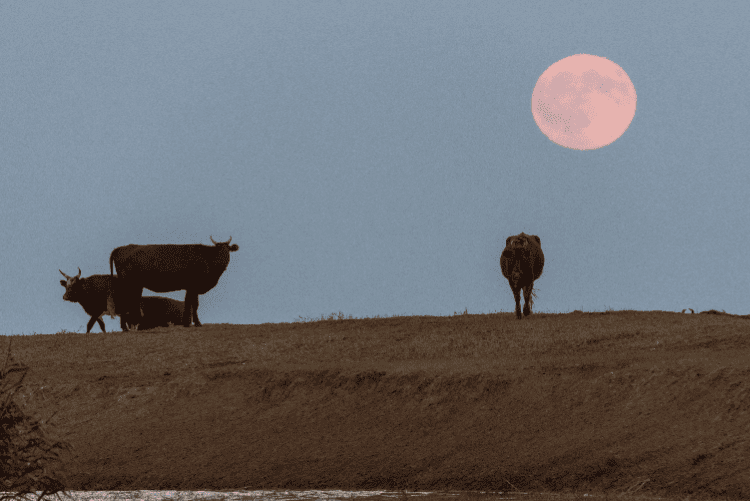 Lunar Eclipse in Taurus 2023 - and Tarot Readings for Each Zodiac Sign