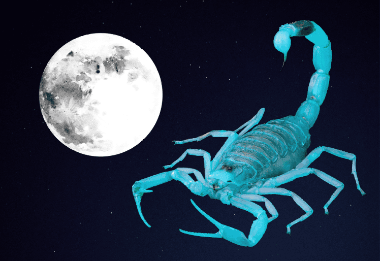 Full Moon in Scorpio 2025 - and Tarot Readings for Each Zodiac Sign