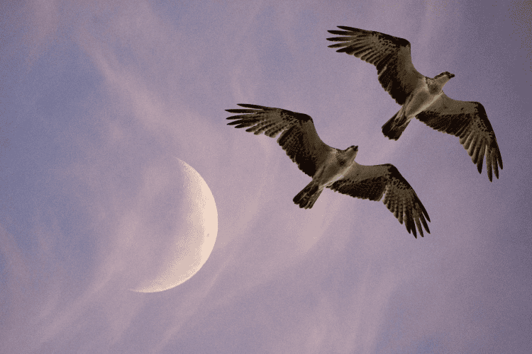 New Moon in Gemini 2025 - and Tarot Readings for Each Zodiac Sign