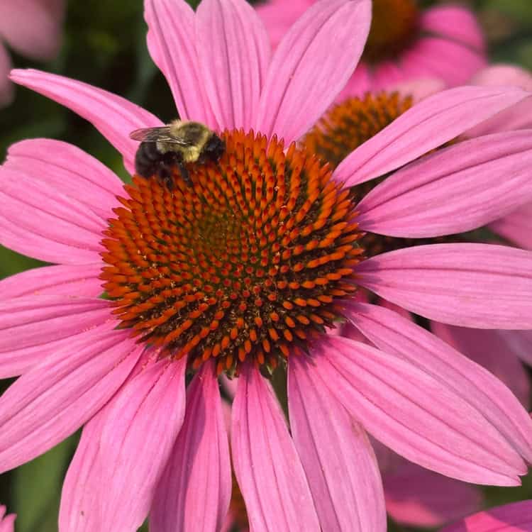 The Hit List - Summer flowers