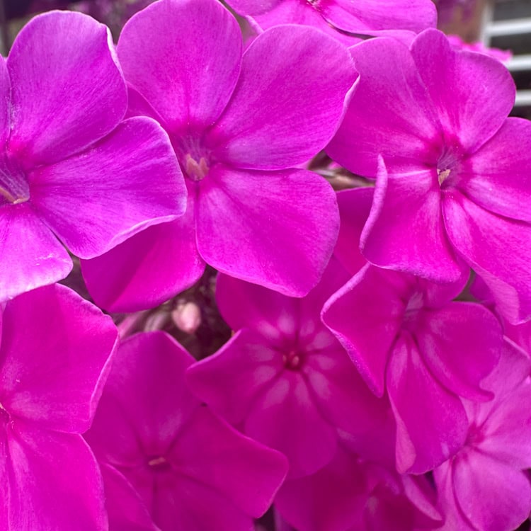 The Hit List - Summer flowers