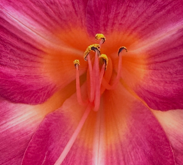The Hit List – Summer flowers