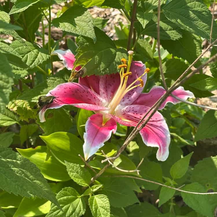 The Hit List - Summer flowers
