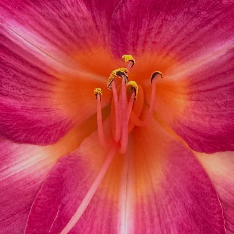 The Hit List - Summer flowers