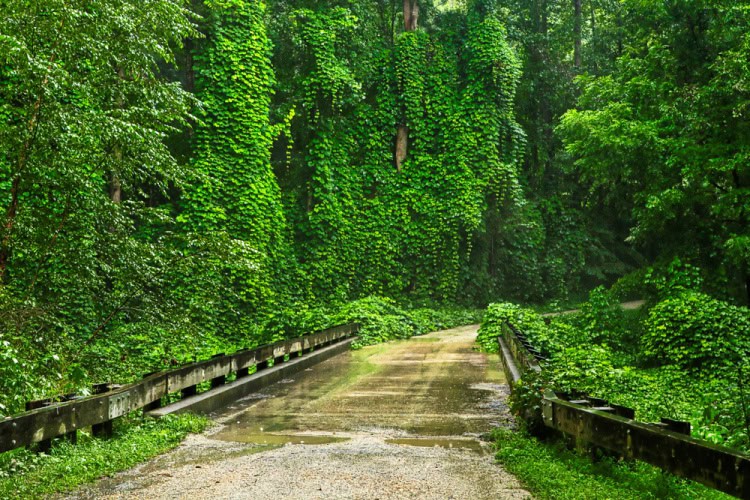 The Hit List - Invasive weeds