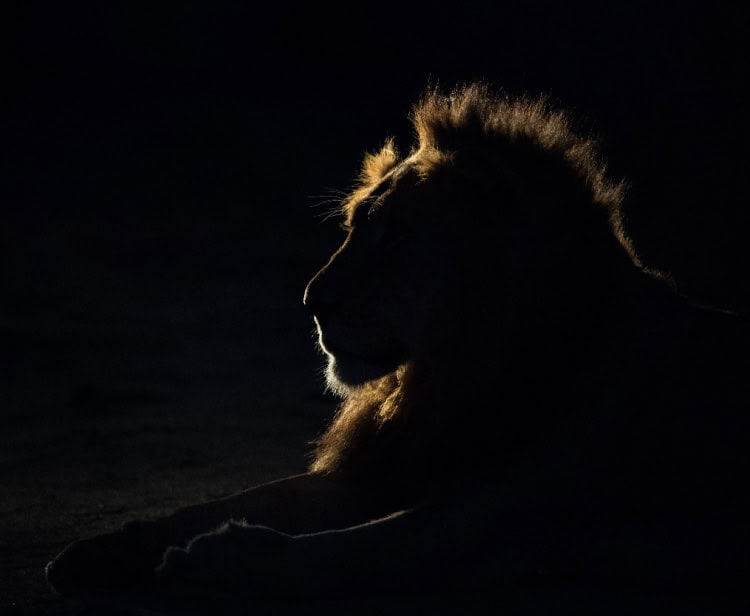 Solar Eclipse in Leo 2026 - and Tarot Readings for Every Zodiac Sign